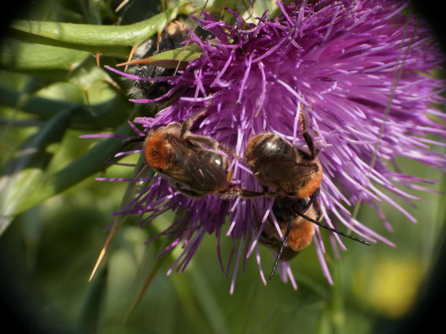 Raduni serali (Eucera?)